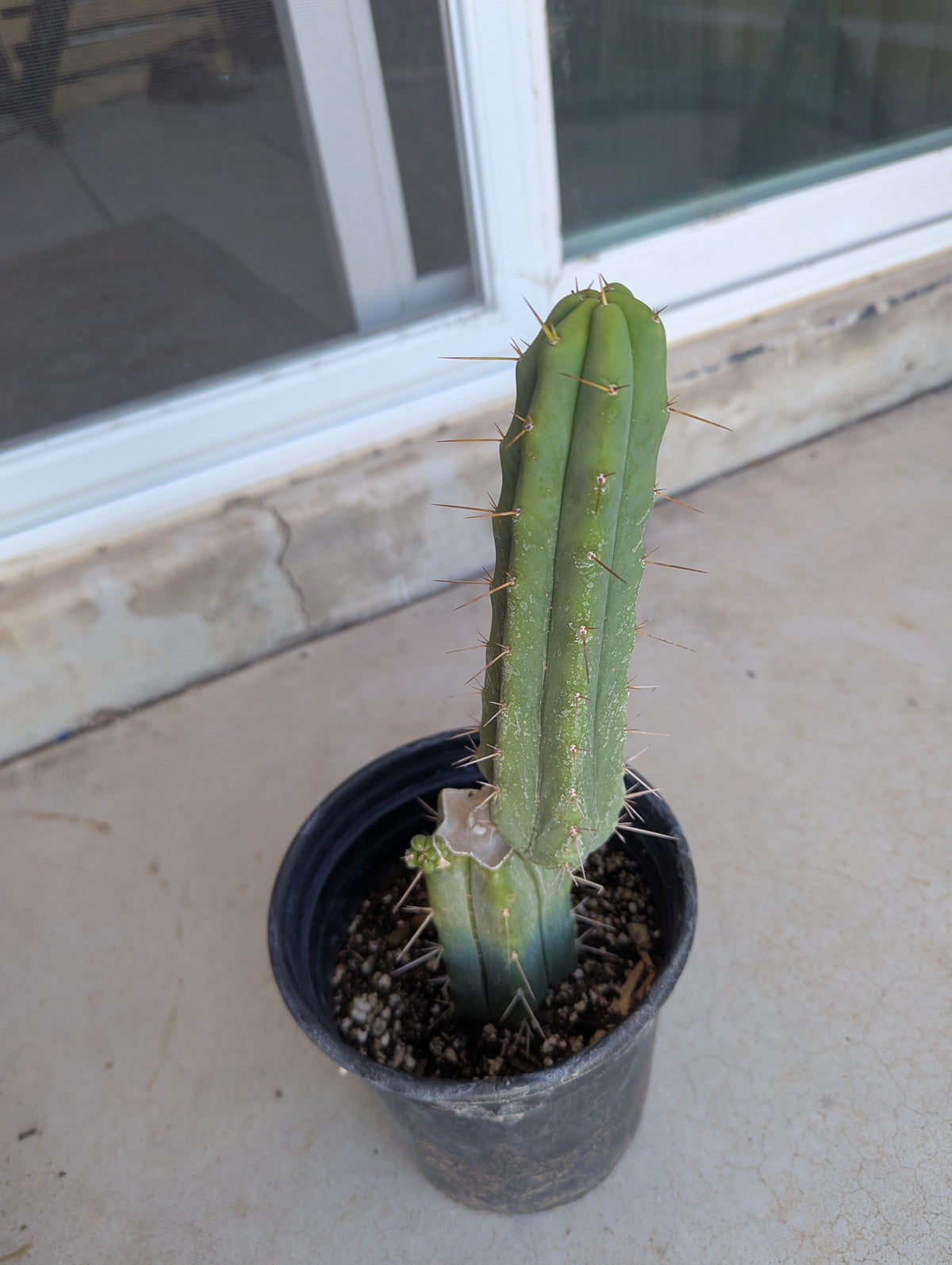 Bridgesii alpine rooted
