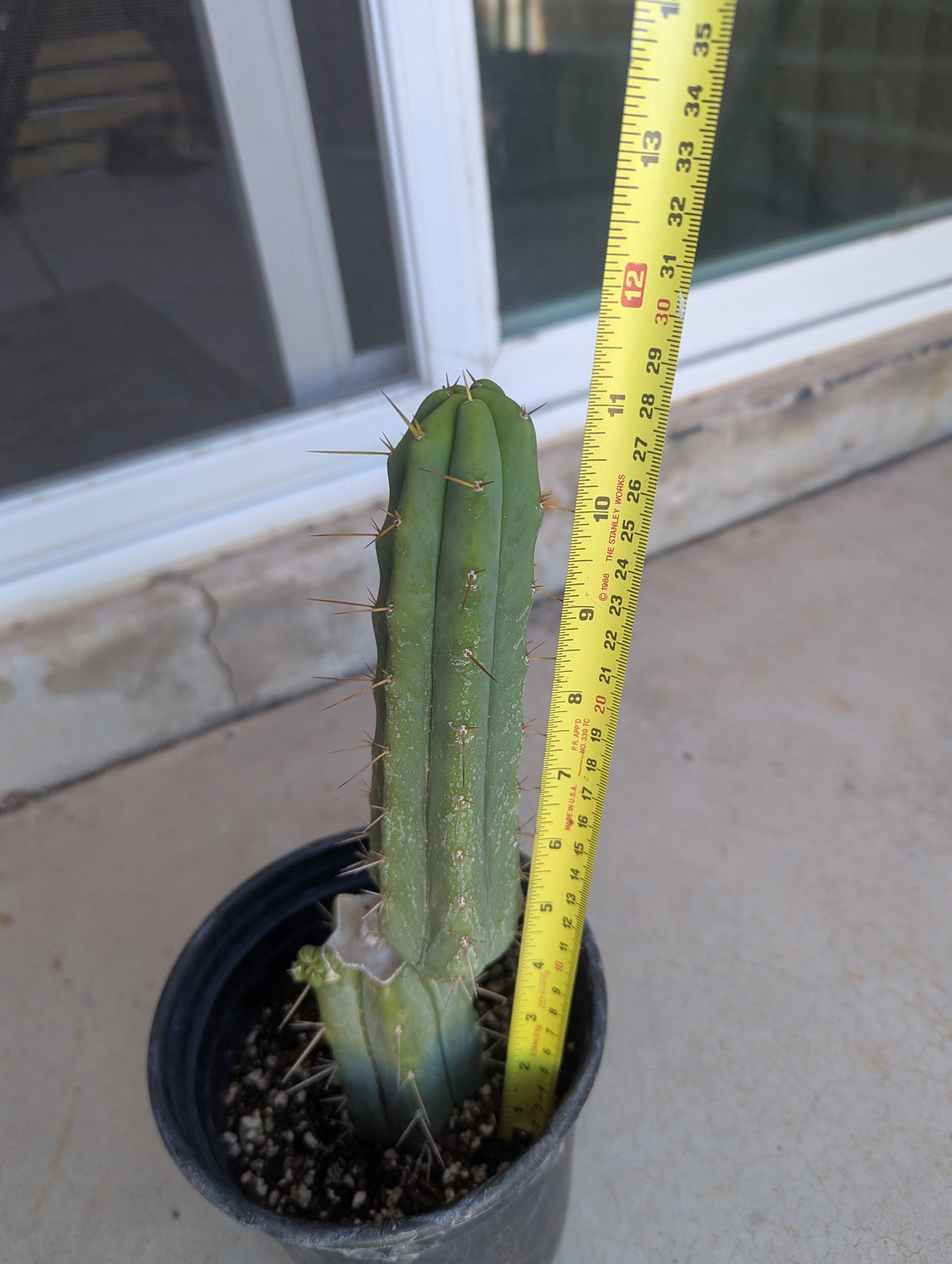Bridgesii alpine rooted