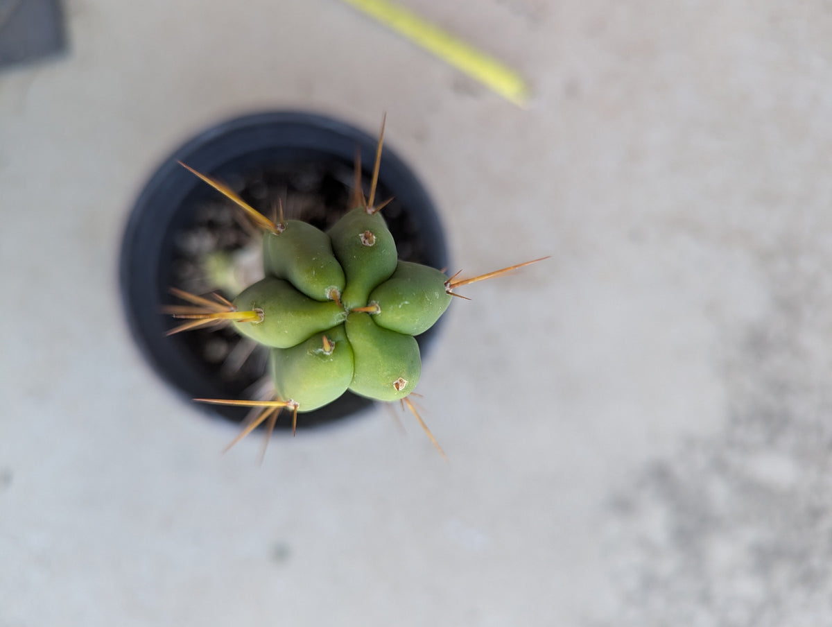 Bridgesii alpine rooted