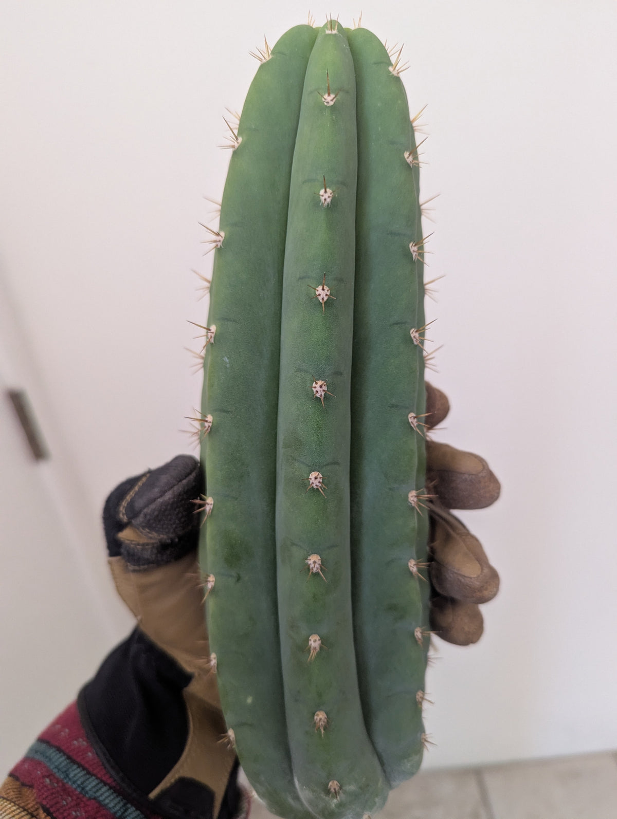 Vernes fastest aka short spine Peru 10" cutting