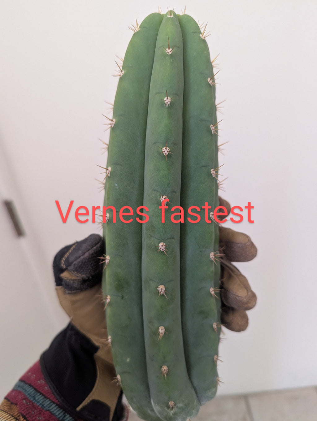 Vernes fastest aka short spine Peru 10" cutting