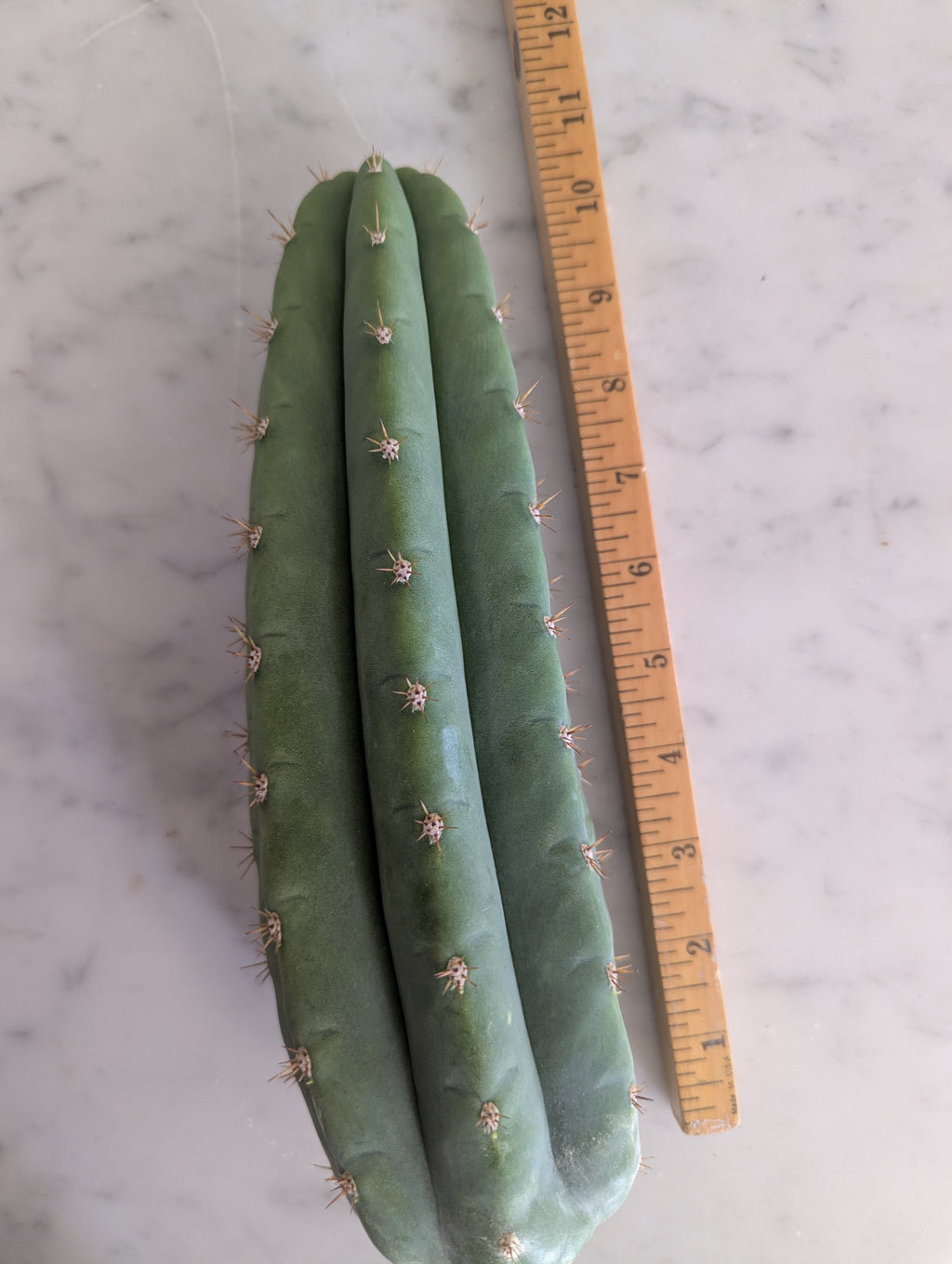 Vernes fastest aka short spine Peru 10" cutting