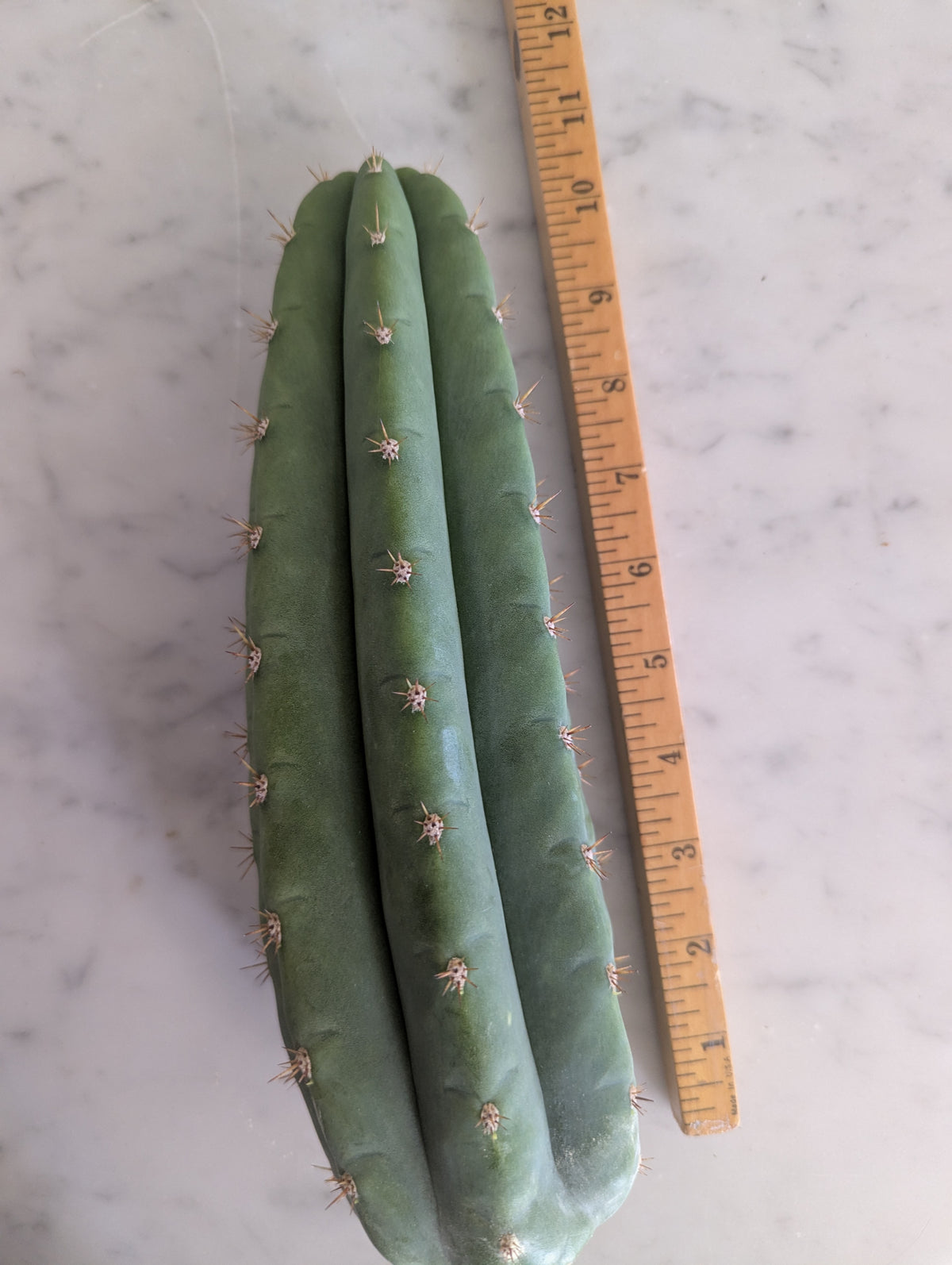 Vernes fastest aka short spine Peru 10" cutting