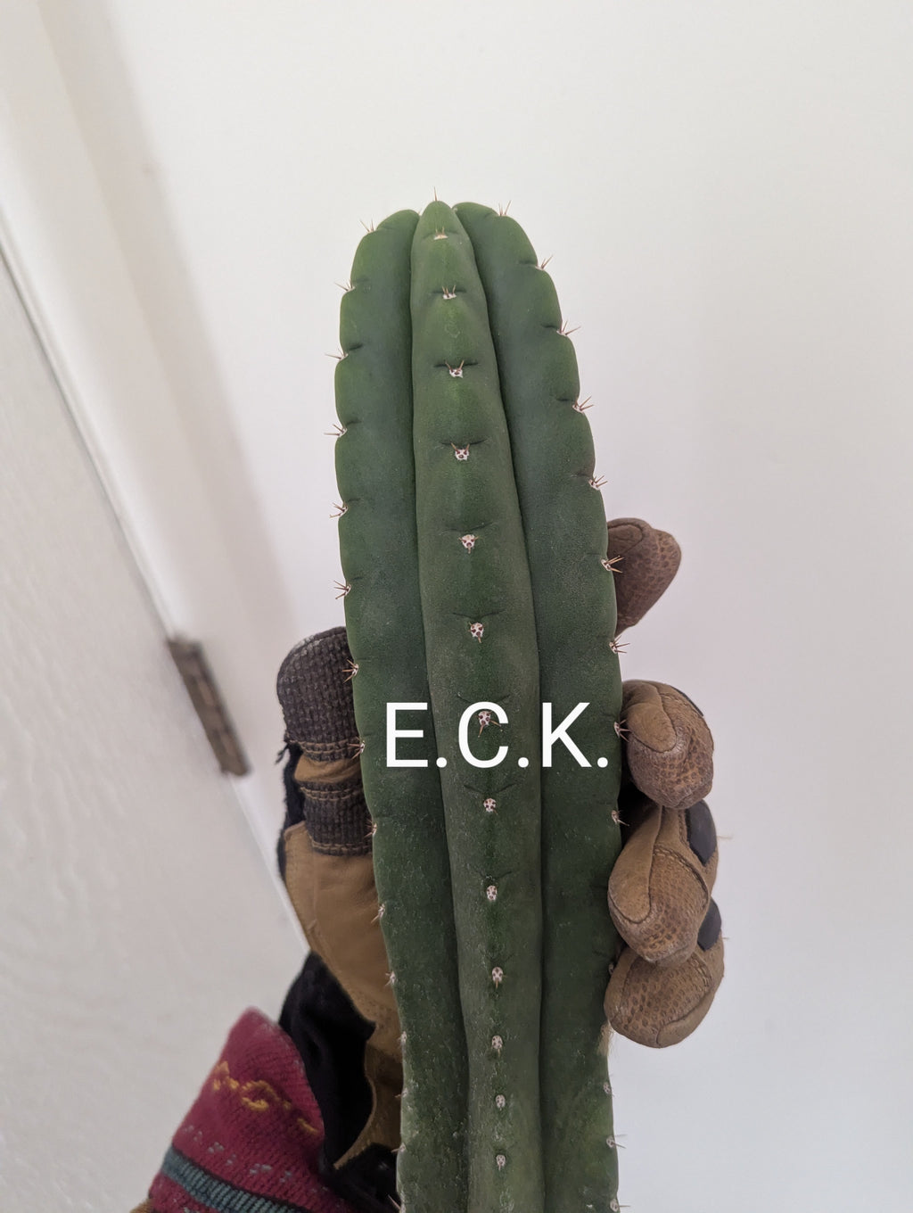 Eck 10" cutting