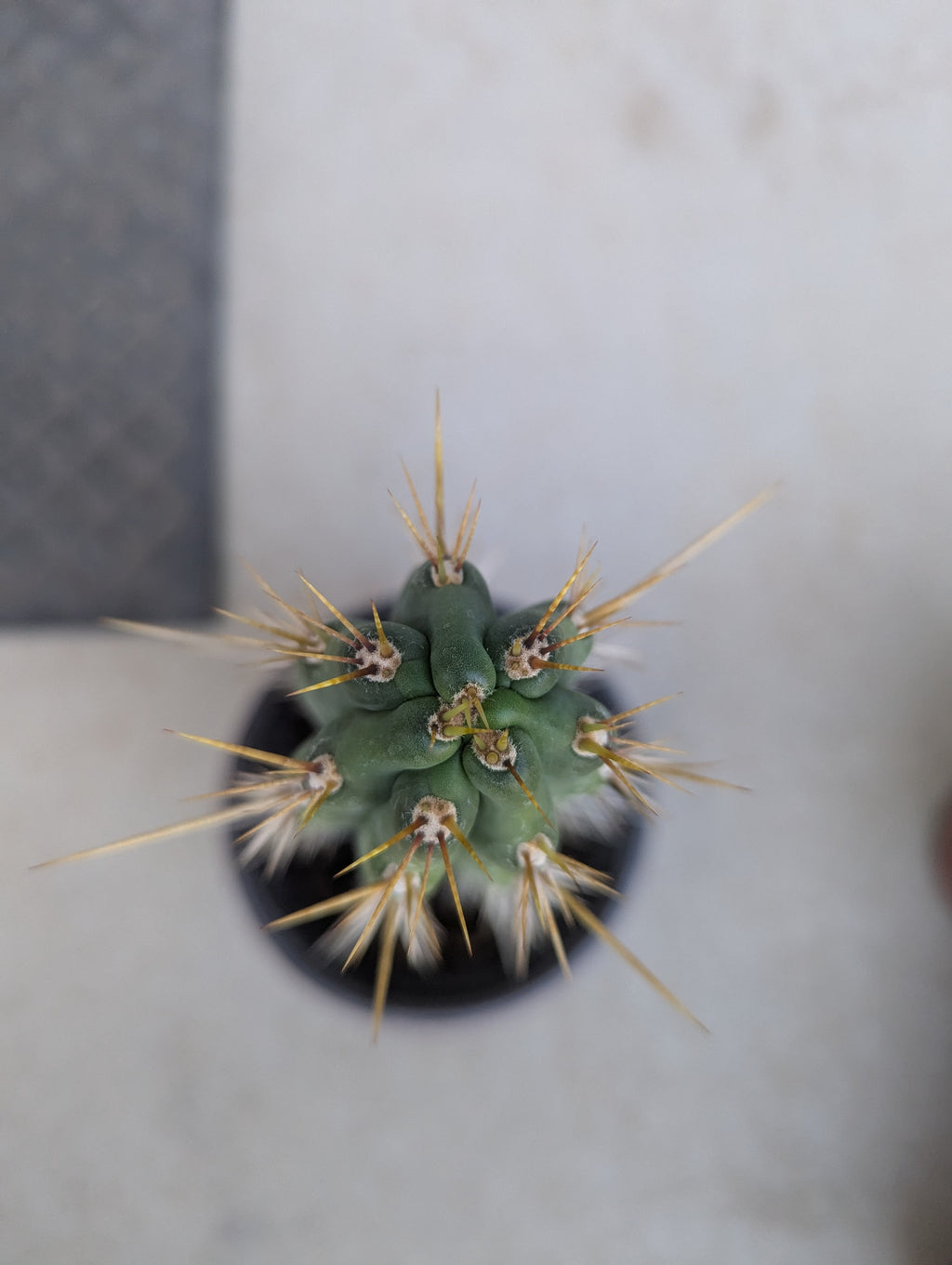 Trichocereus cuzcoensis