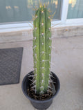 Trichocereus cuzcoensis