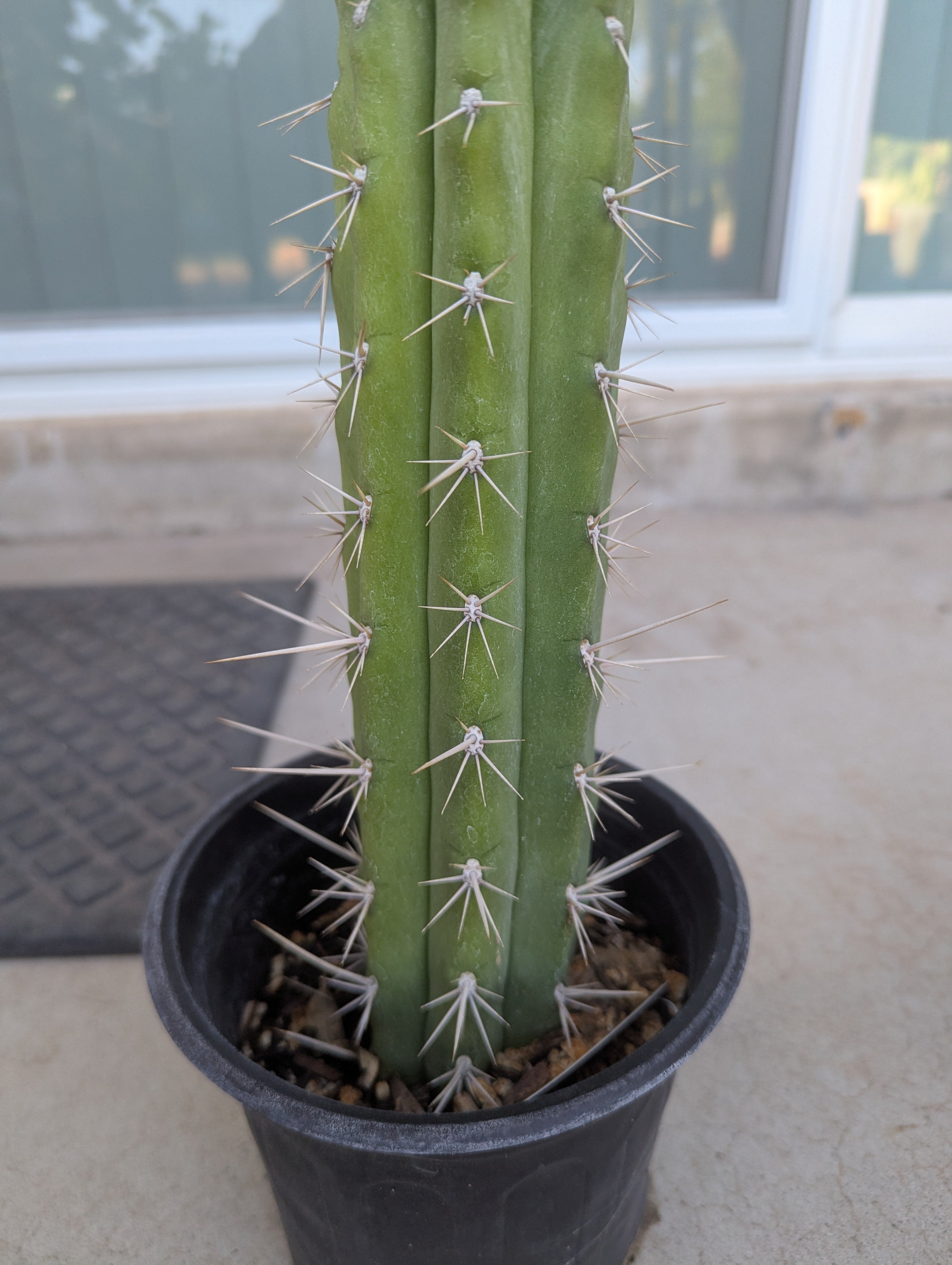 Trichocereus cuzcoensis