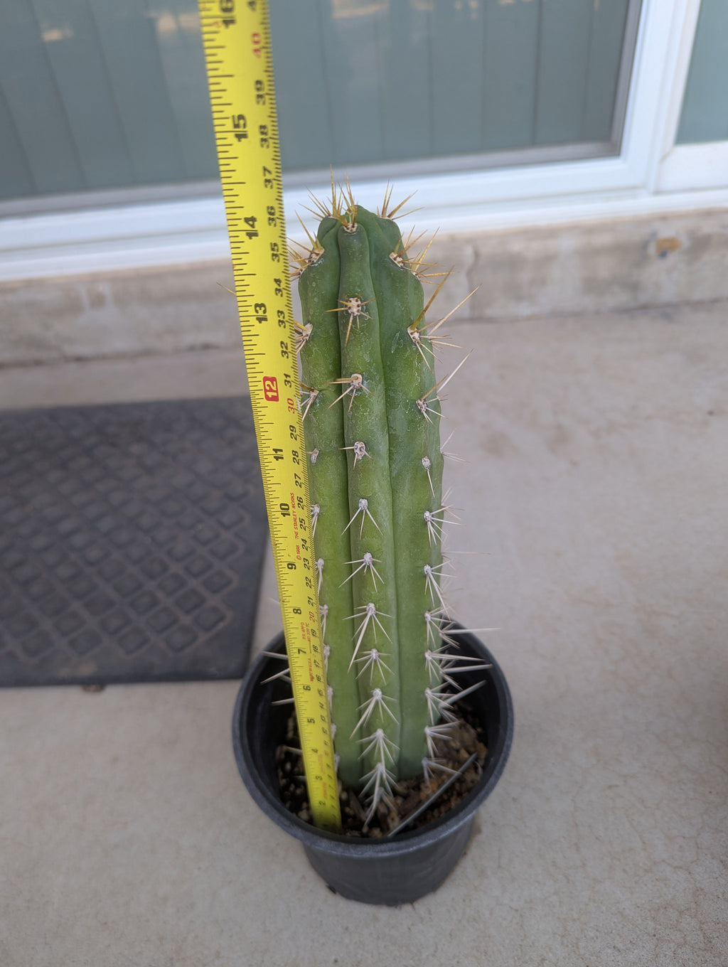 Trichocereus cuzcoensis