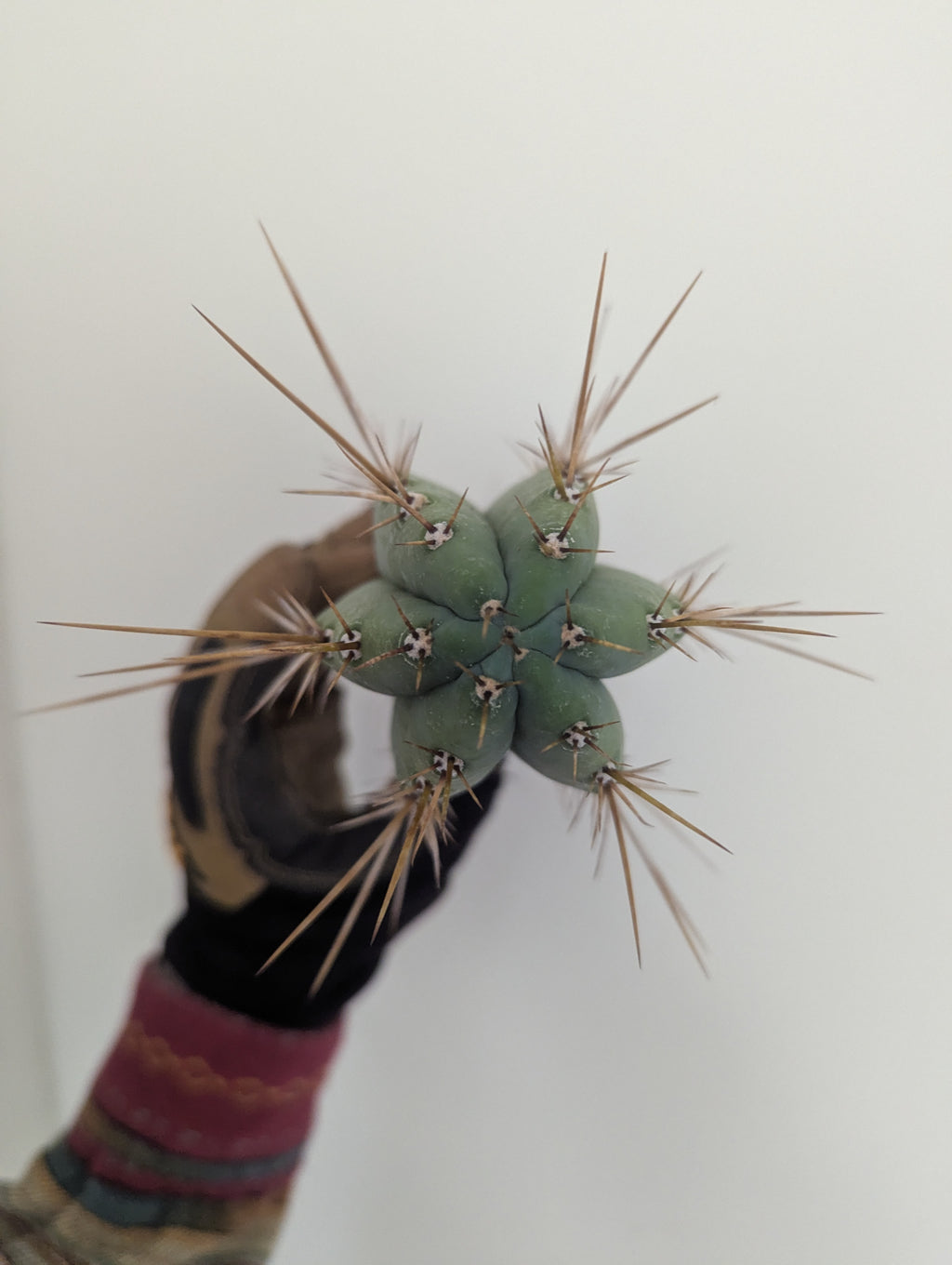 Hybrid Toni 10" cutting
