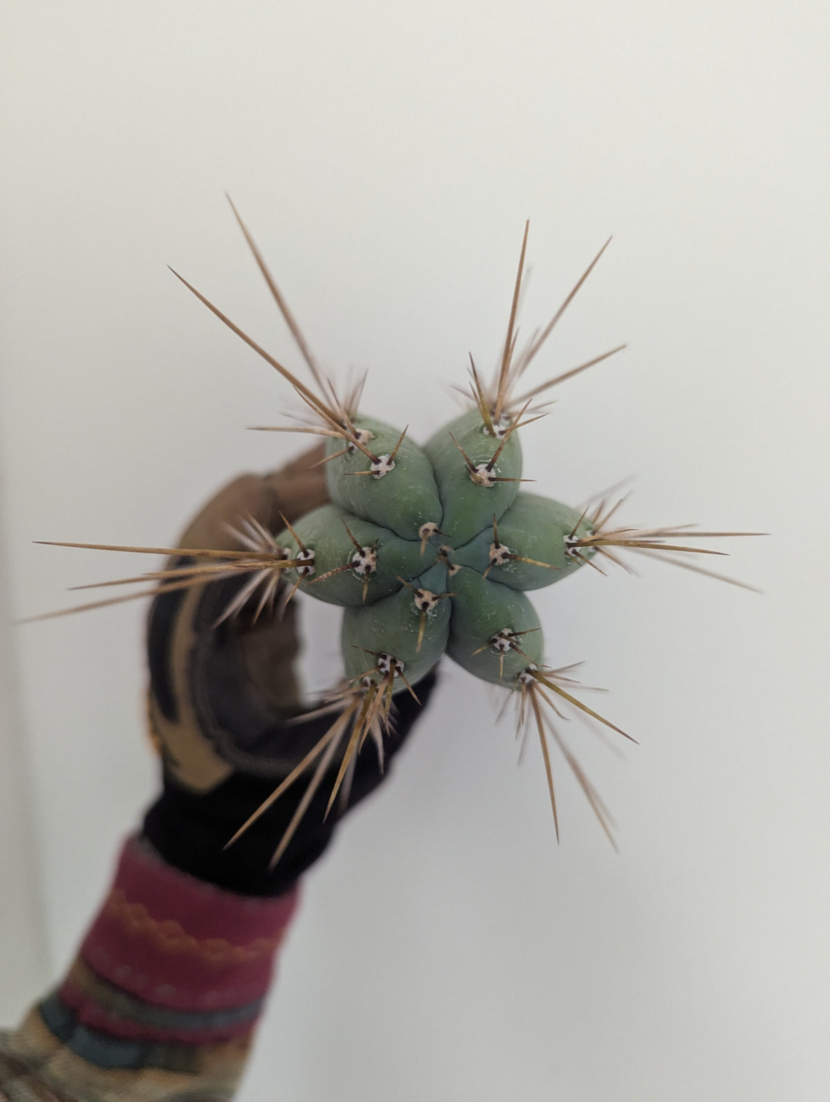 Hybrid Toni 10" cutting