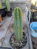 Misplants colossas