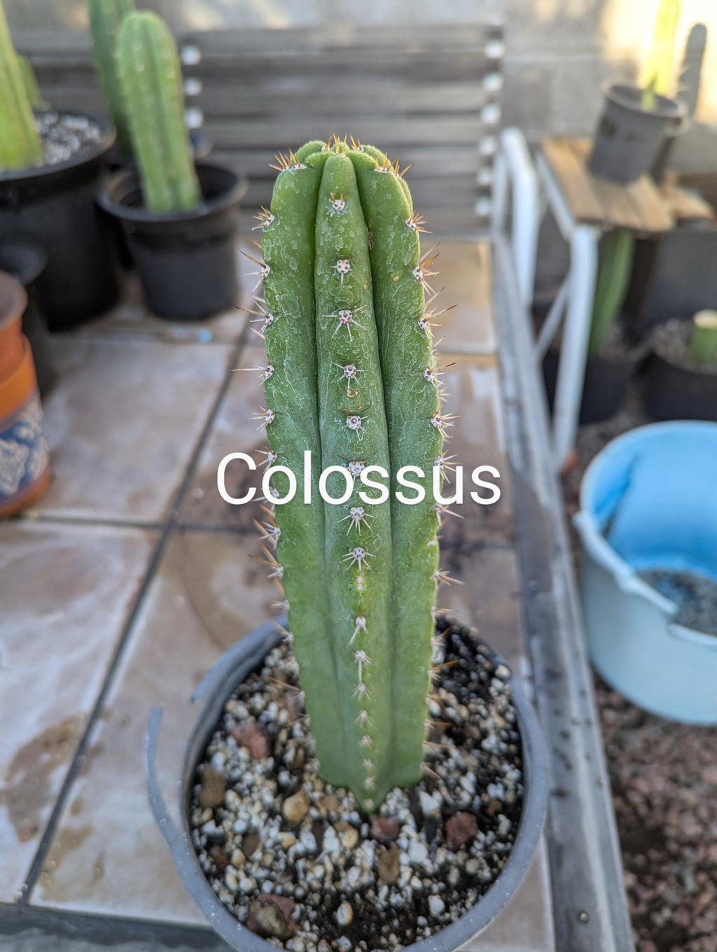 Misplants colossas