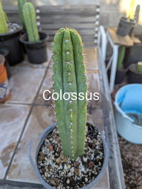 Misplants colossas