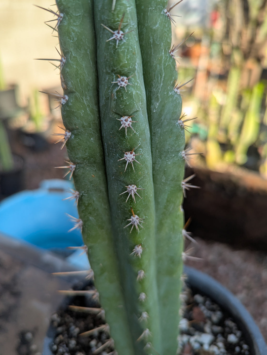 Misplants colossas