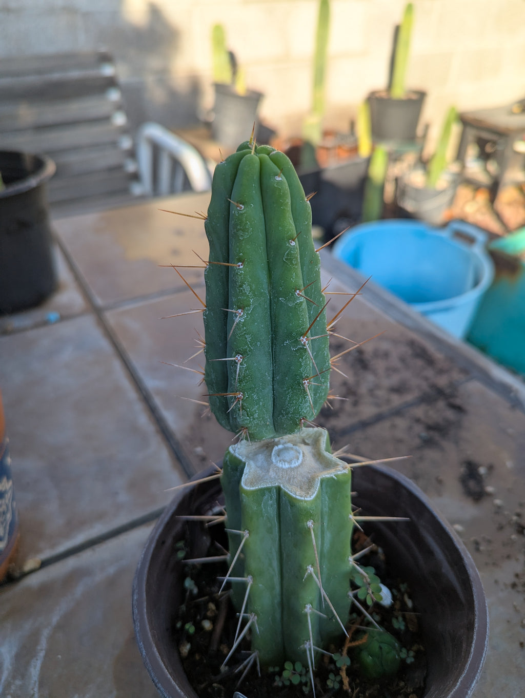 Bridgesii alpine rooted