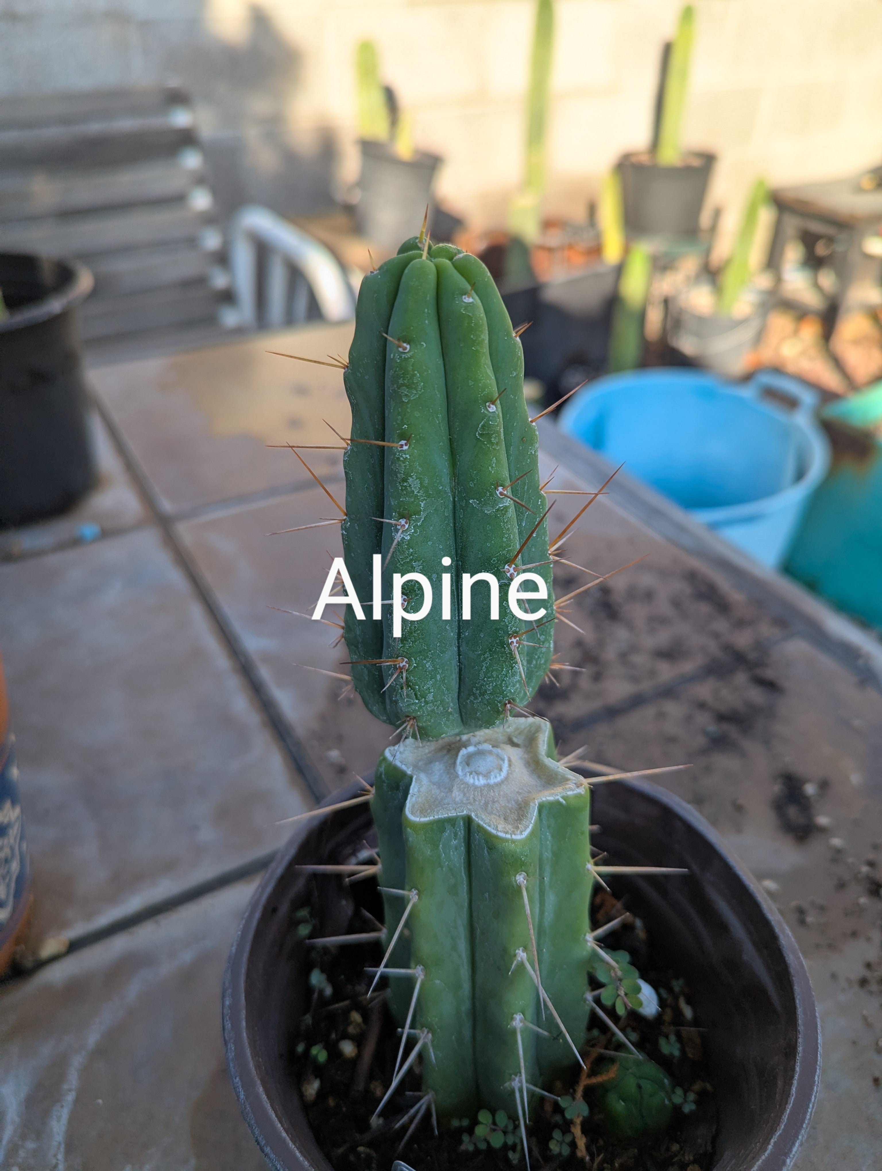 Bridgesii alpine rooted