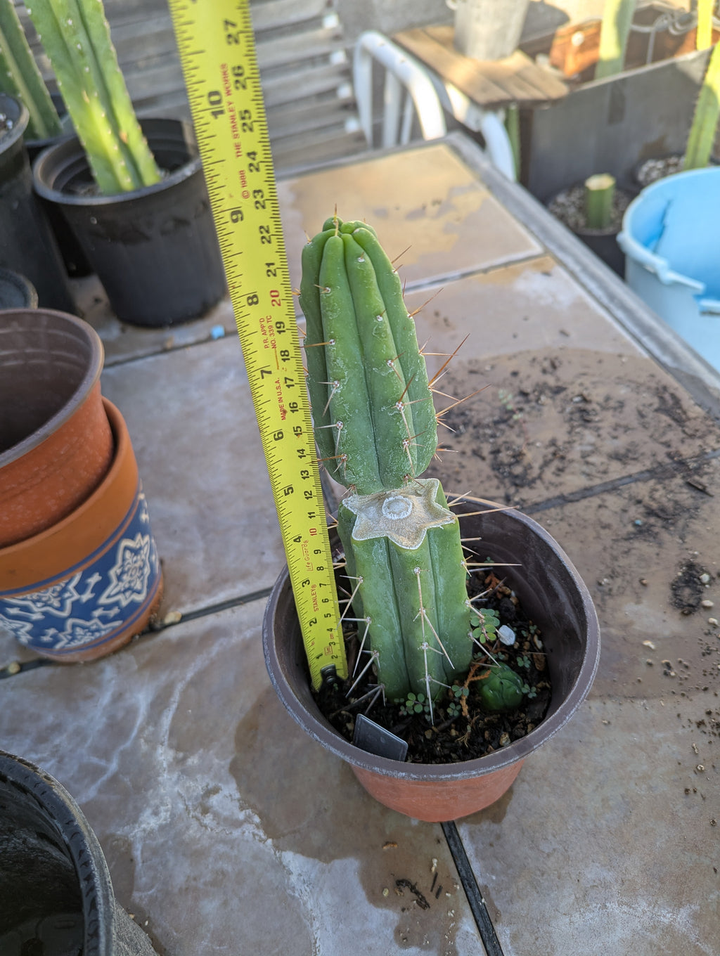 Bridgesii alpine rooted