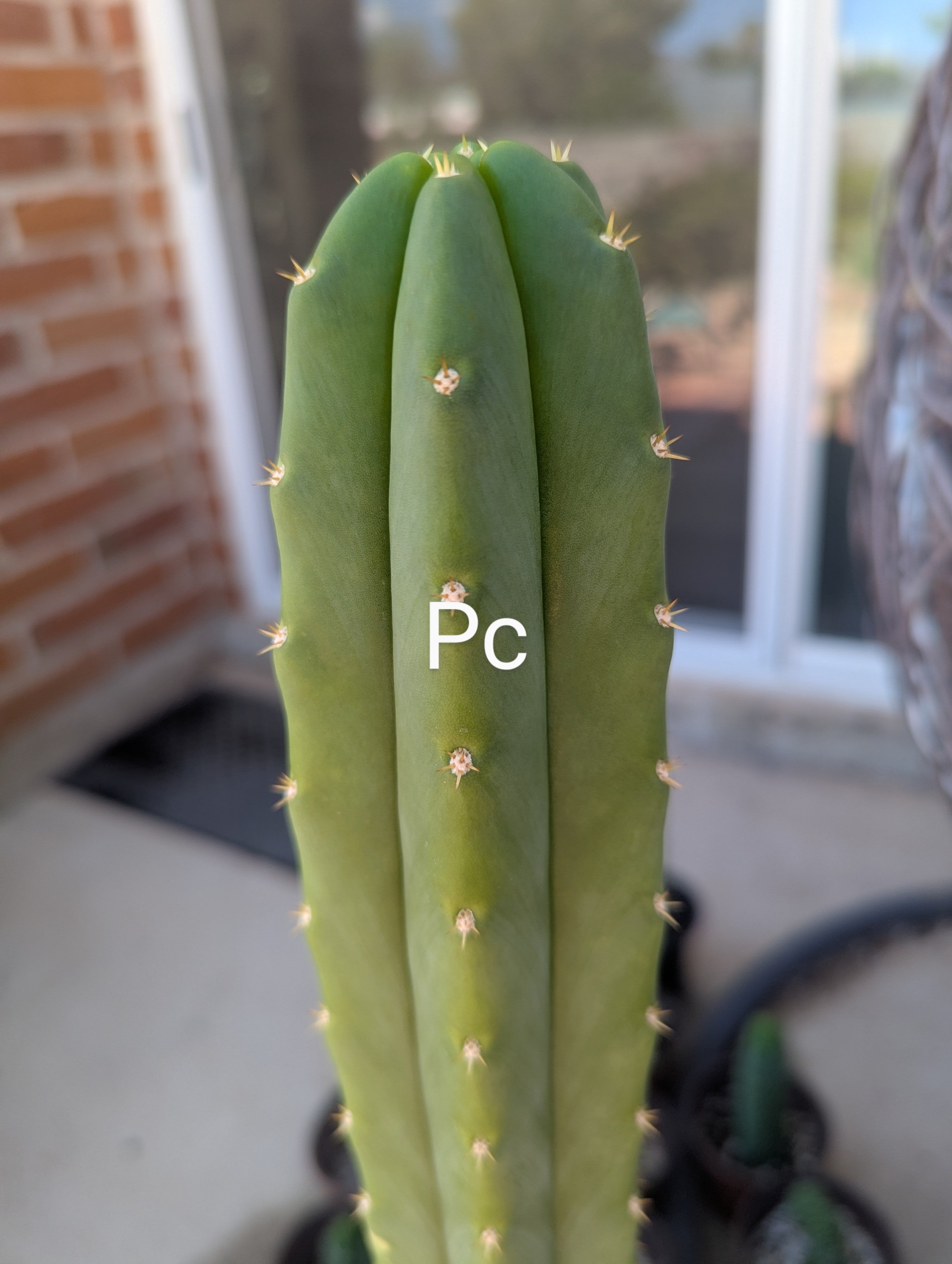 PC San Pedro