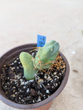 Tbm small rooted