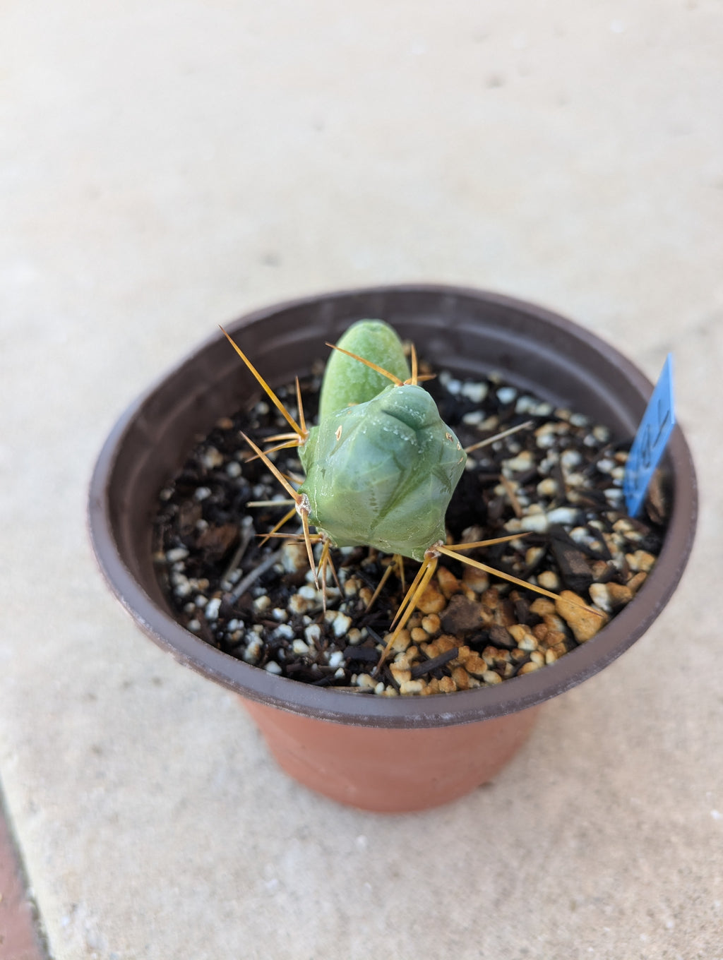 Tbm small rooted