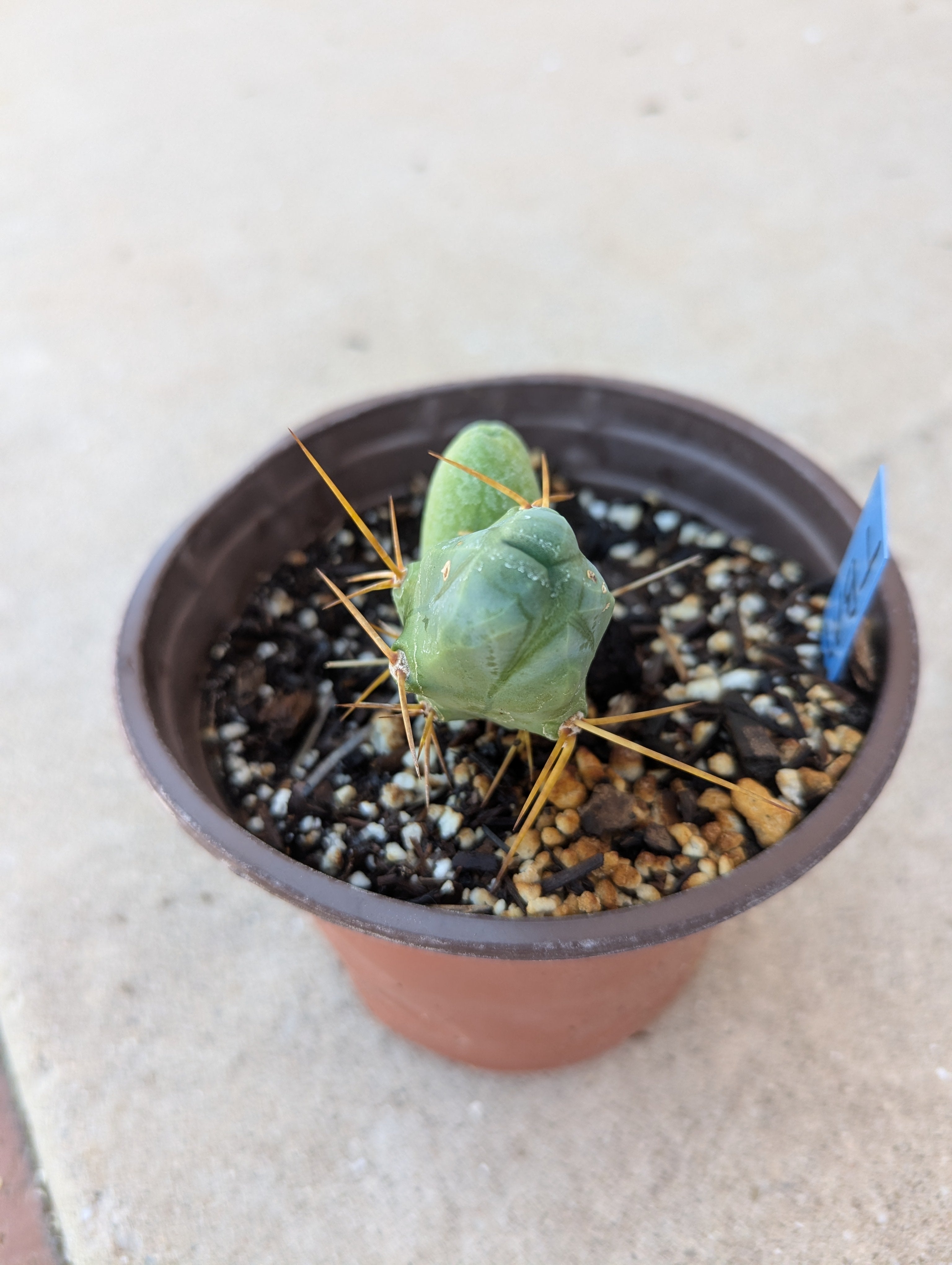 Tbm small rooted