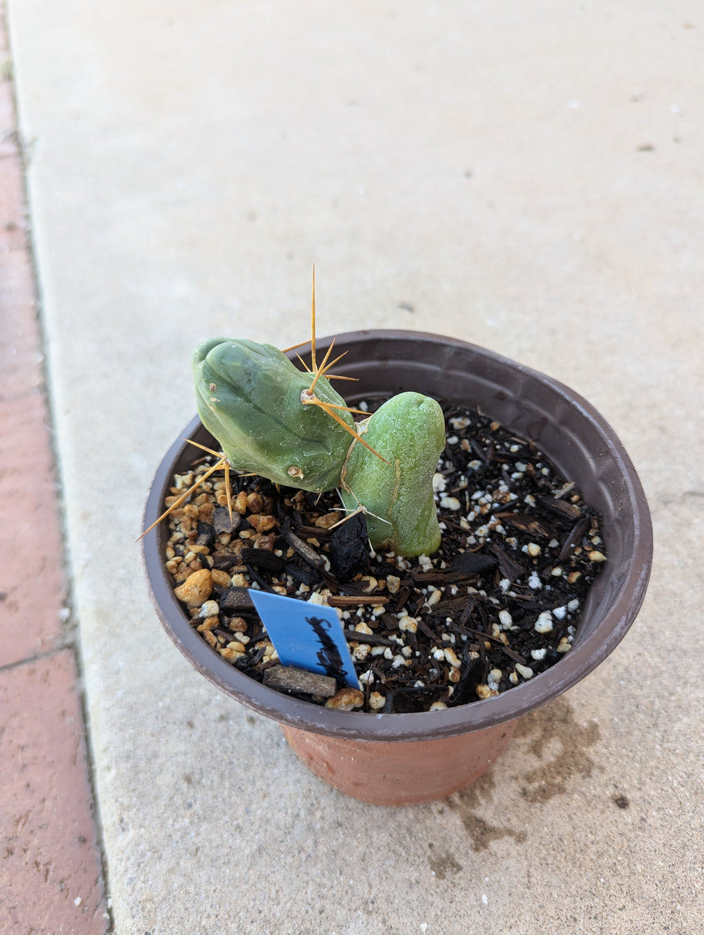 Tbm small rooted