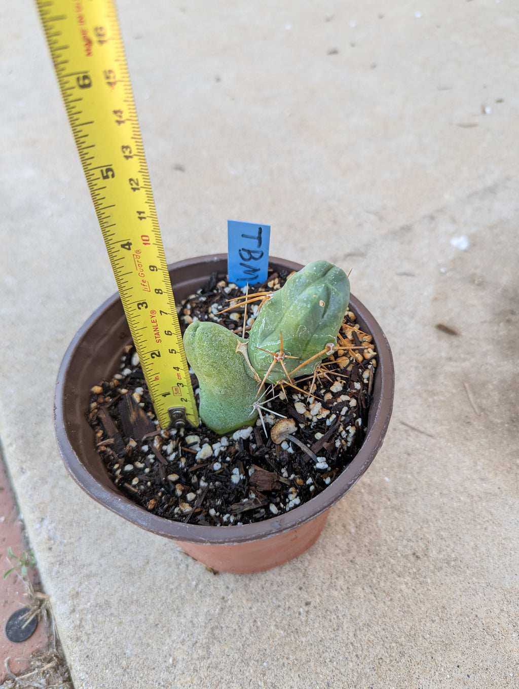 Tbm small rooted