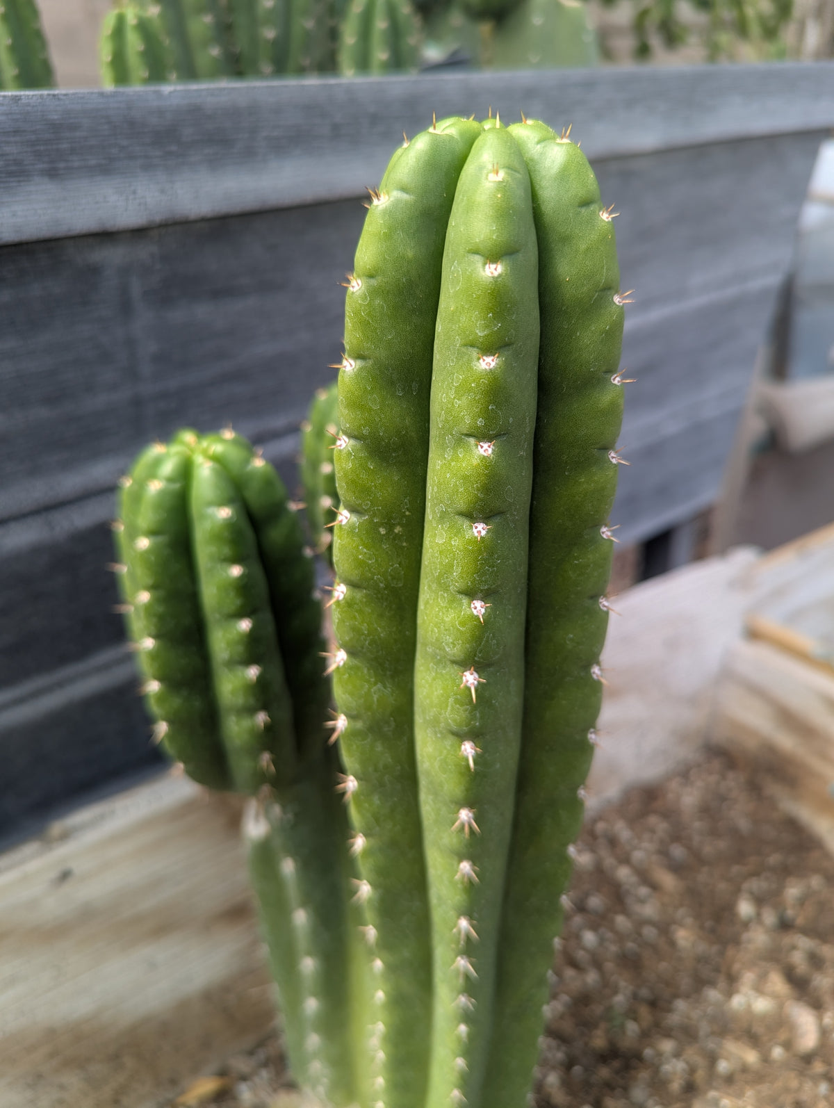 Pachanoi Awful 10" cutting