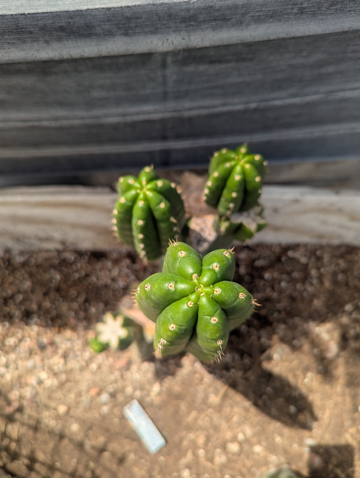 Pachanoi Awful 10" cutting
