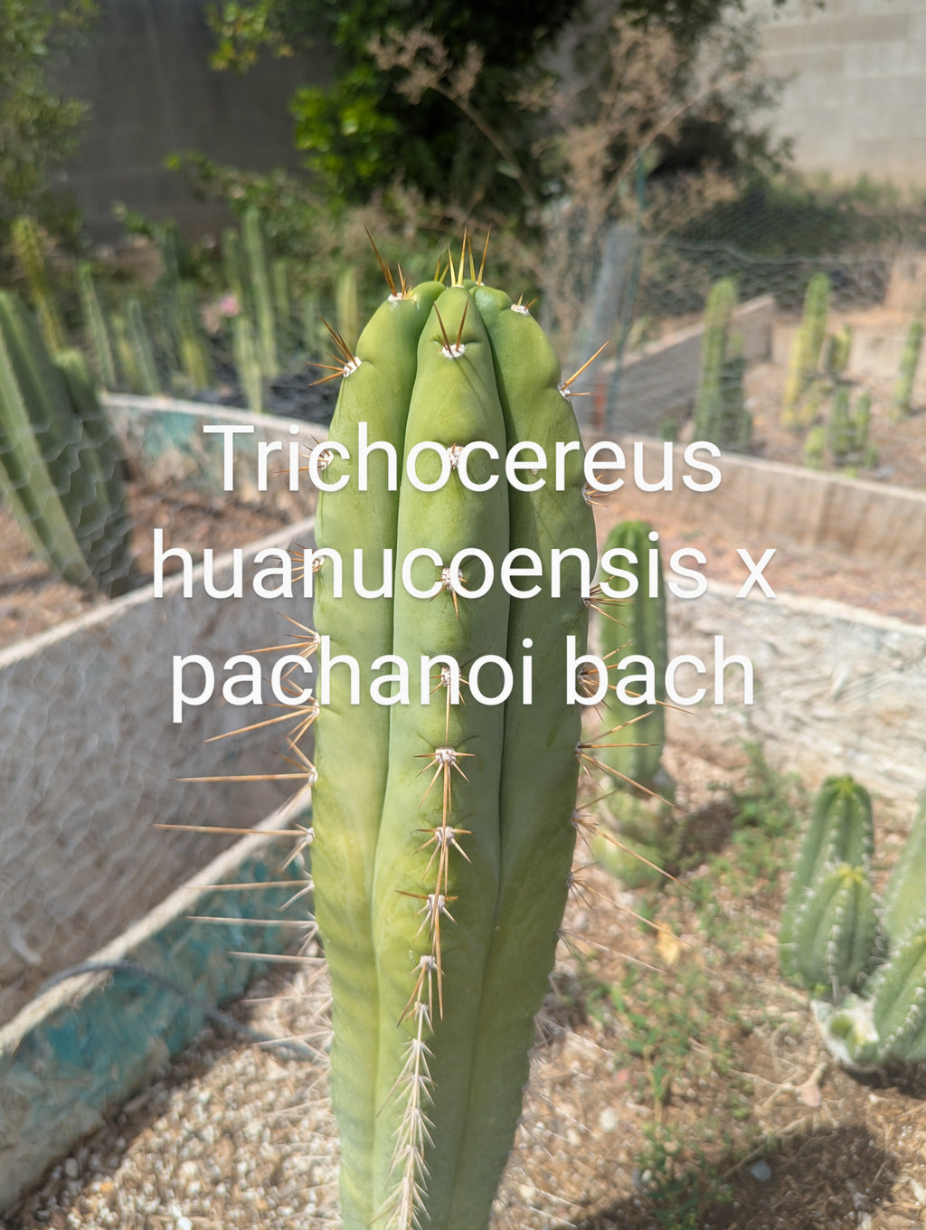 trichocereus huanucoensis x pachanoi bach 10" cutting