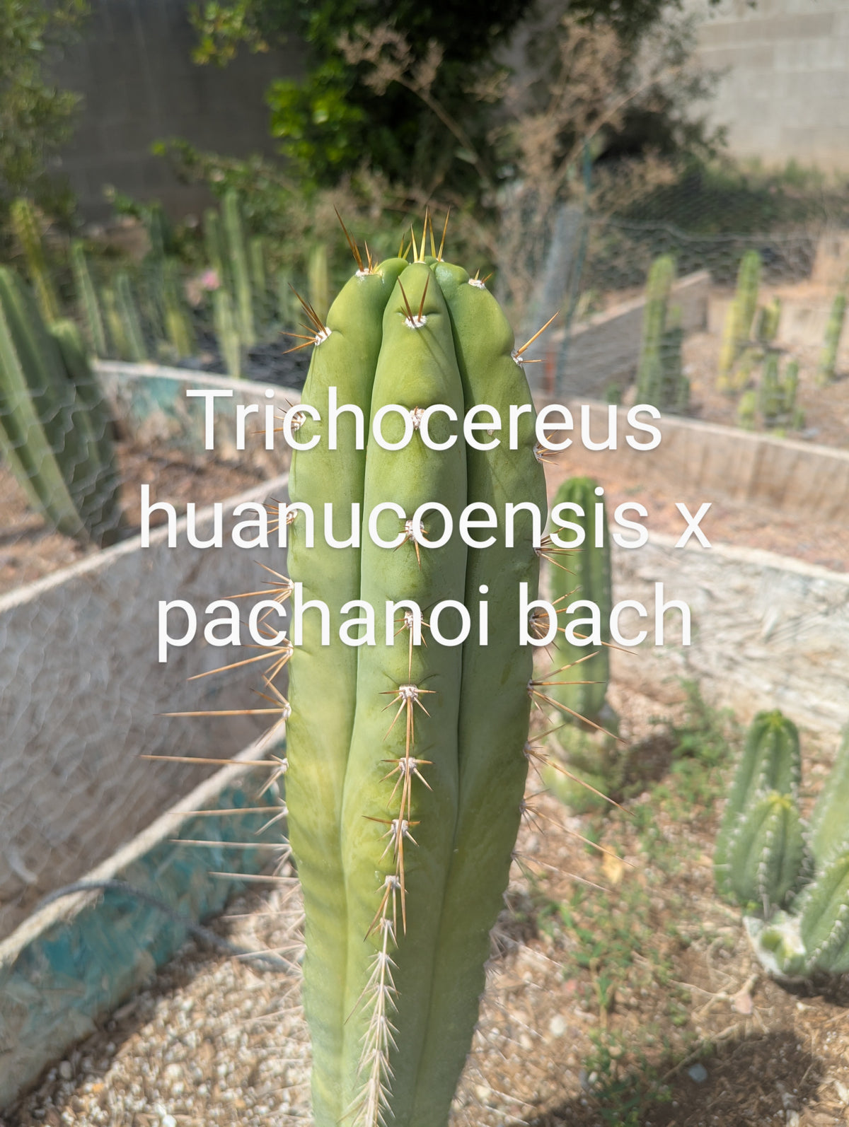 trichocereus huanucoensis x pachanoi bach 10" cutting