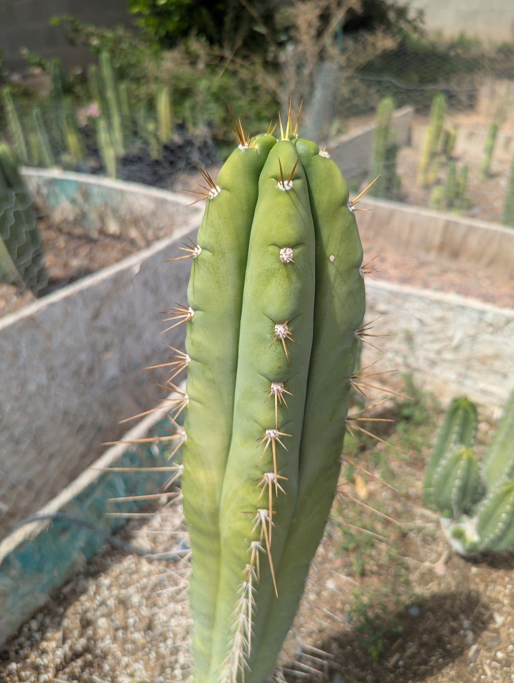 trichocereus huanucoensis x pachanoi bach 10" cutting