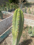 trichocereus huanucoensis x pachanoi bach 10" cutting