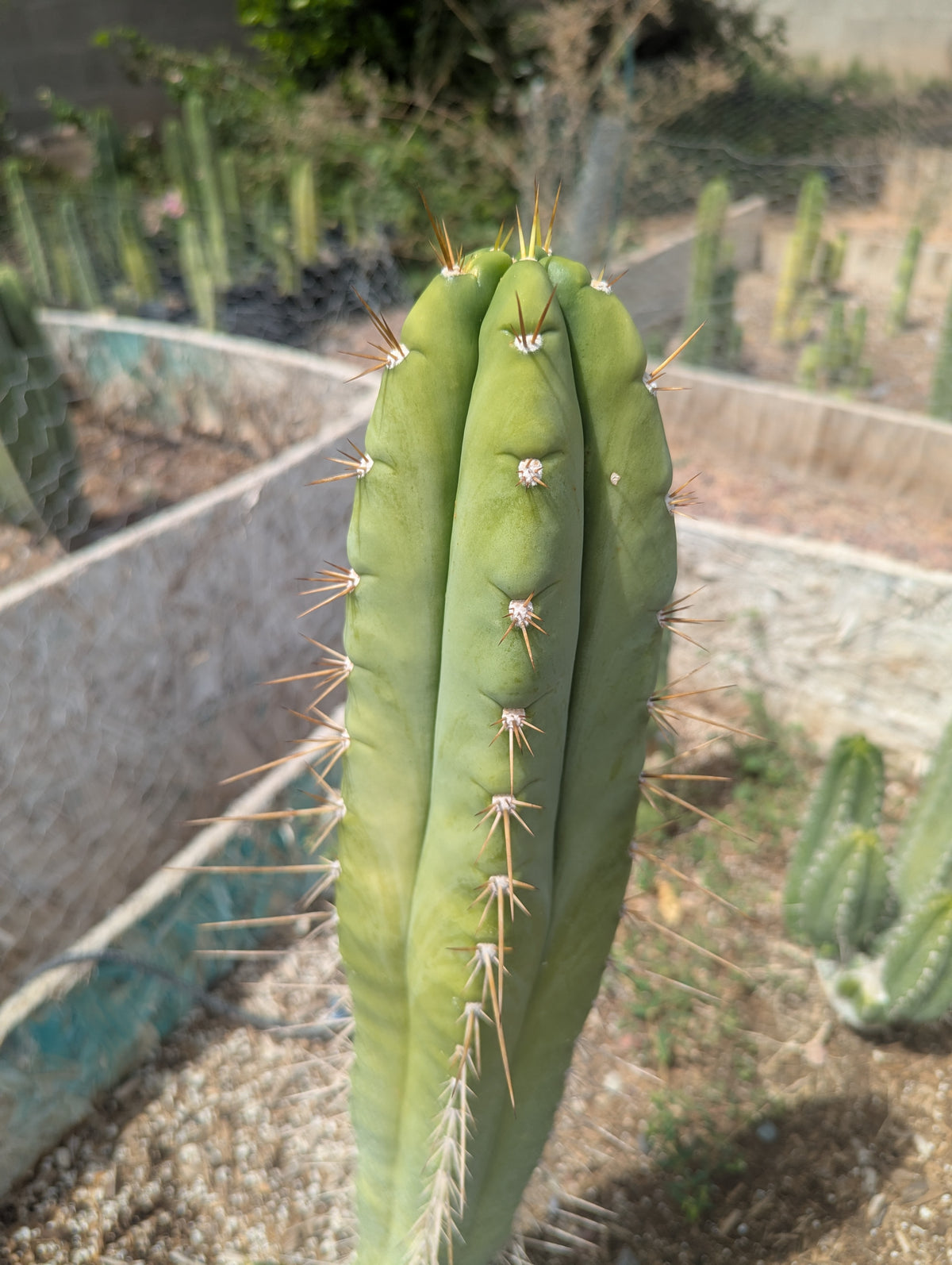 trichocereus huanucoensis x pachanoi bach 10" cutting
