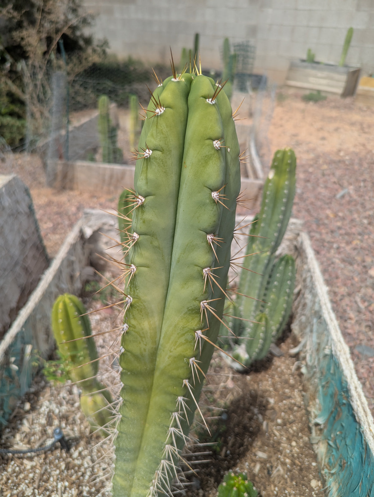 trichocereus huanucoensis x pachanoi bach 10" cutting