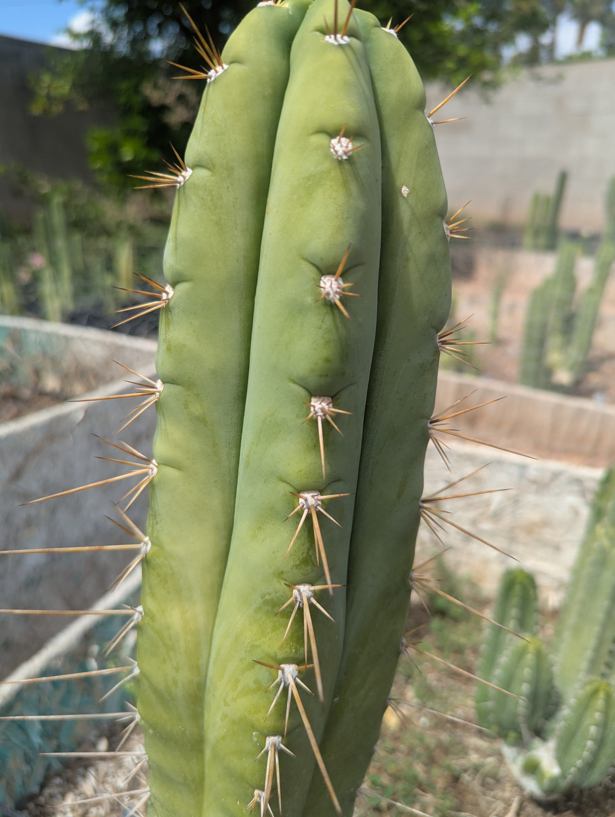 trichocereus huanucoensis x pachanoi bach 10" cutting