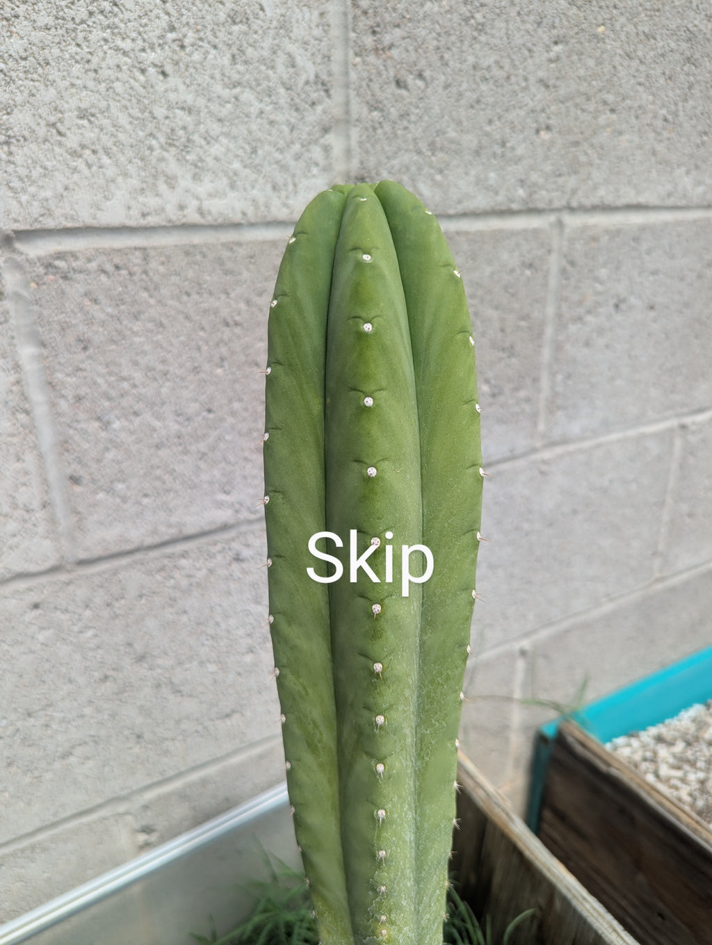 Skip aka campground