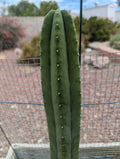 Pachanoi Claude 10" cutting