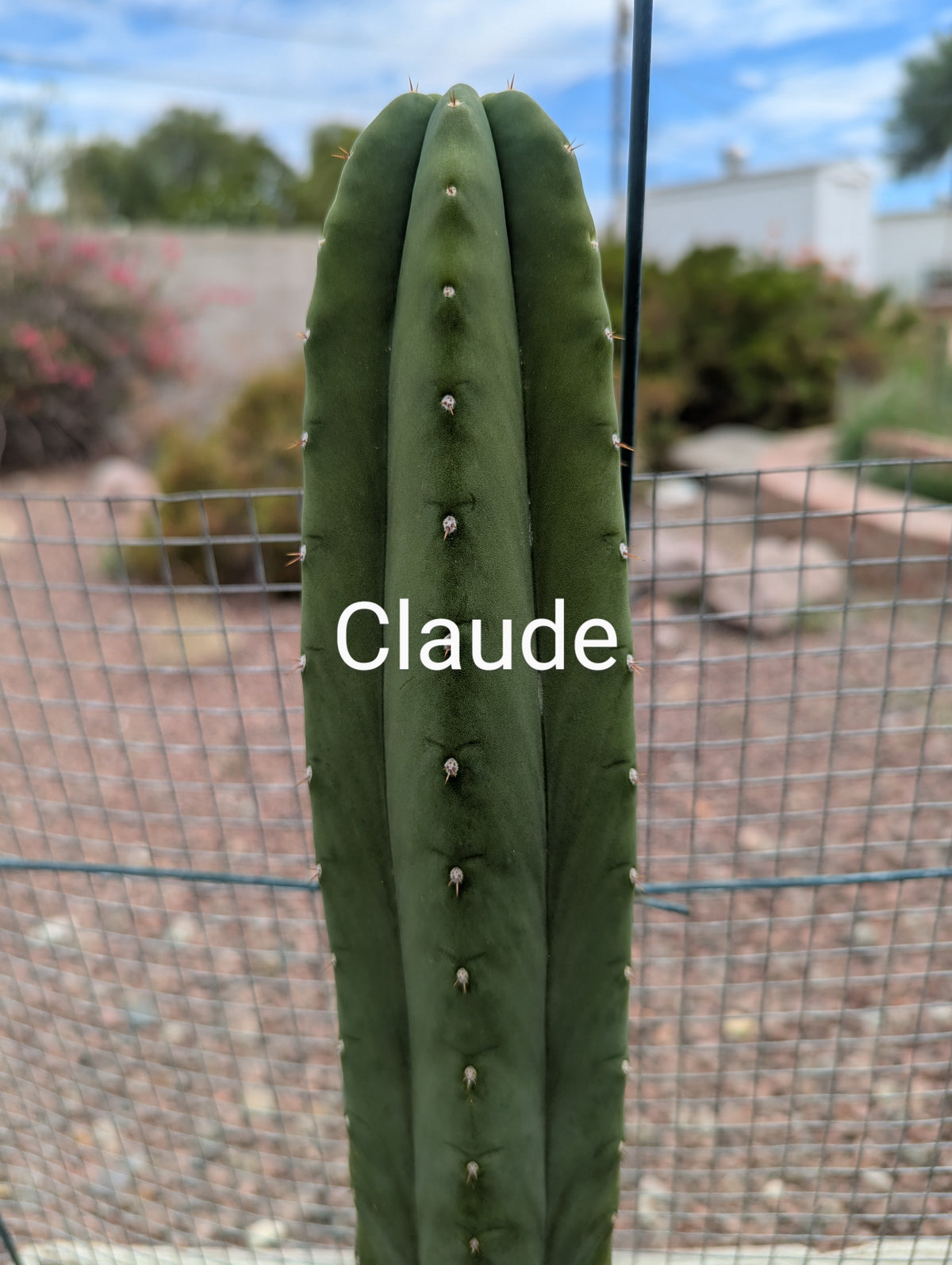 Pachanoi Claude 10" cutting