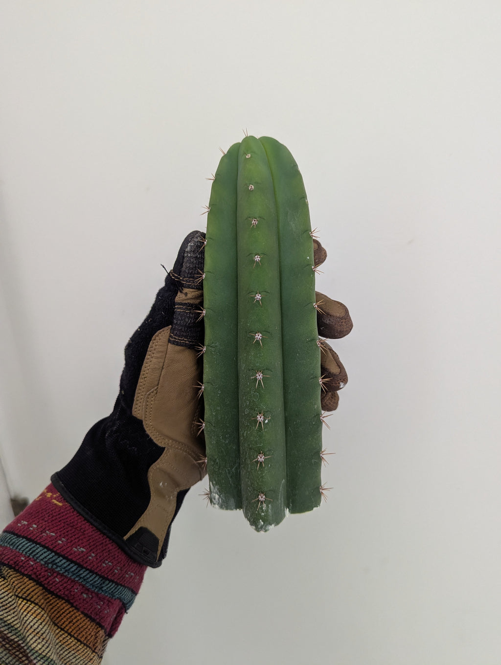 Pup city 7" cutting