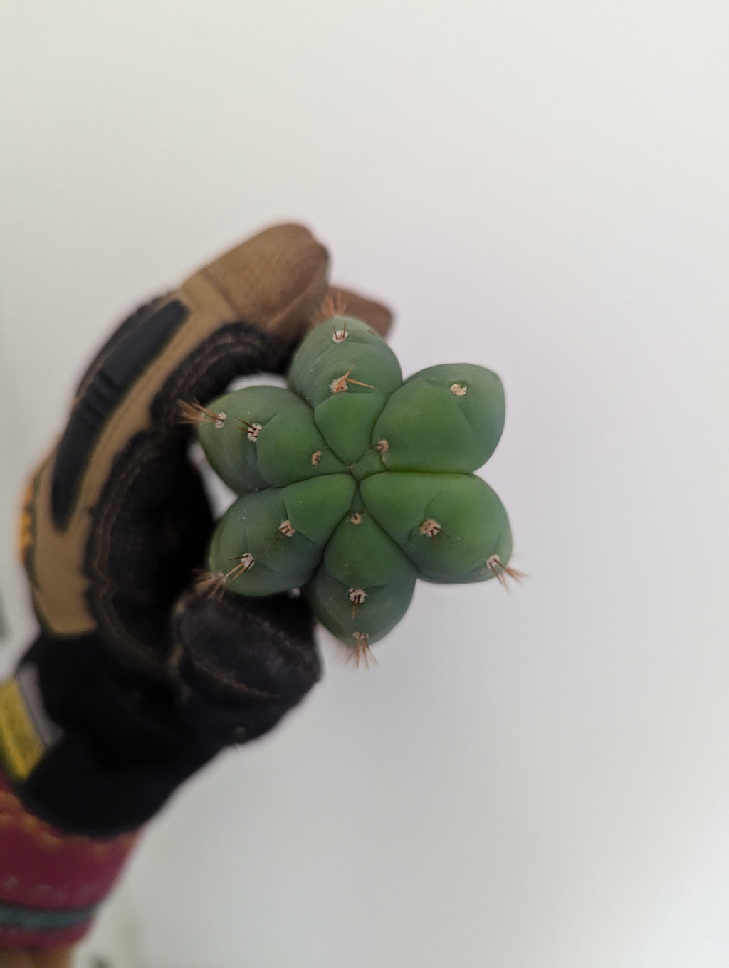 Pup city 7" cutting