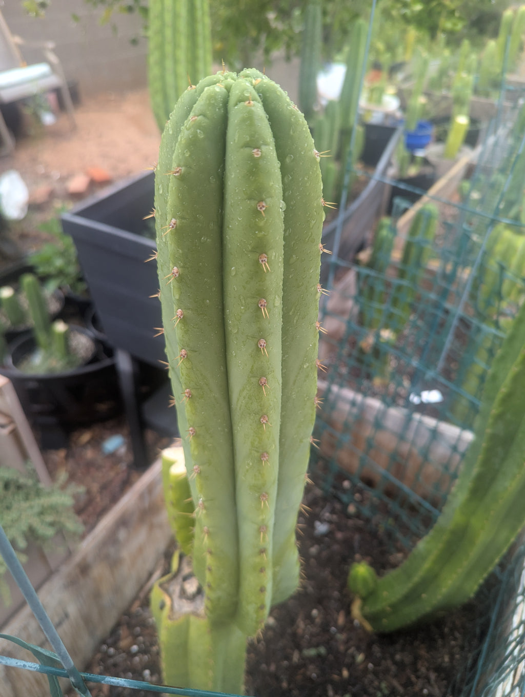 Pachanoi Nuestra Bonita