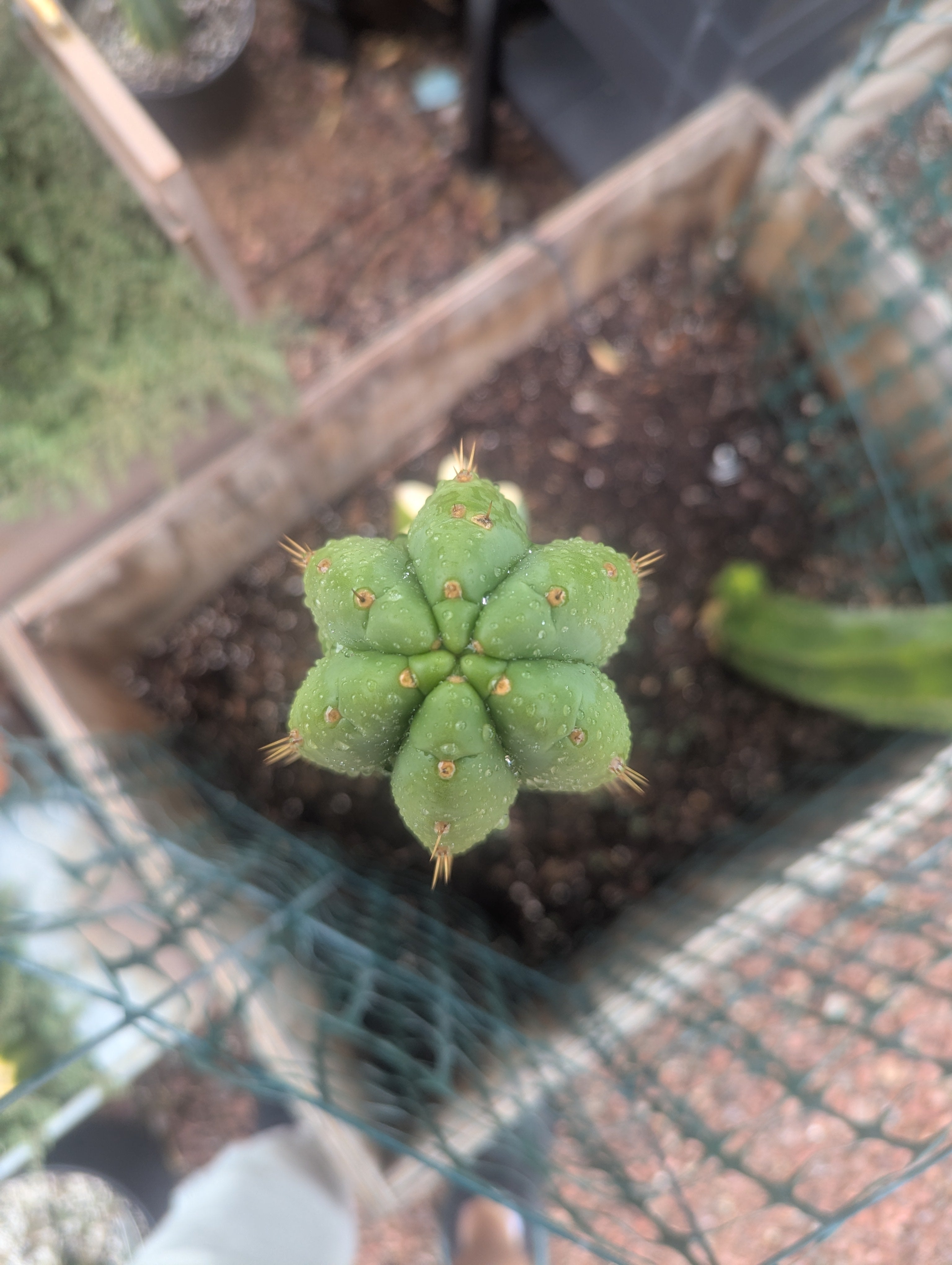Pachanoi Nuestra Bonita