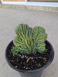 Crested San Pedro