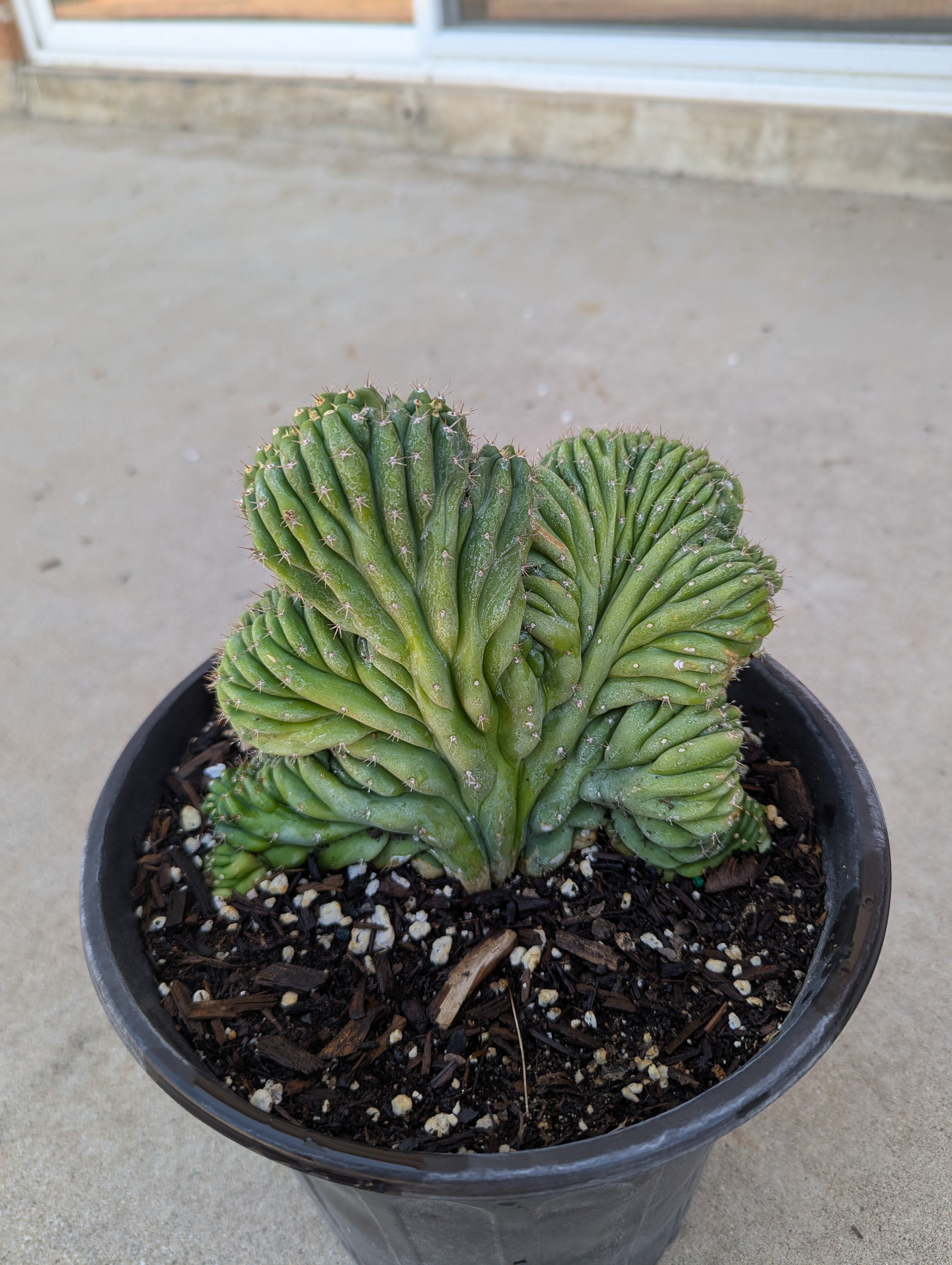 Crested San Pedro