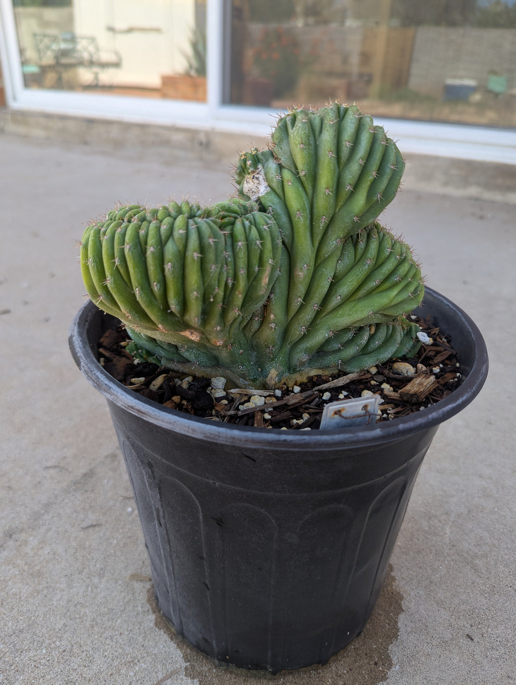 Crested San Pedro
