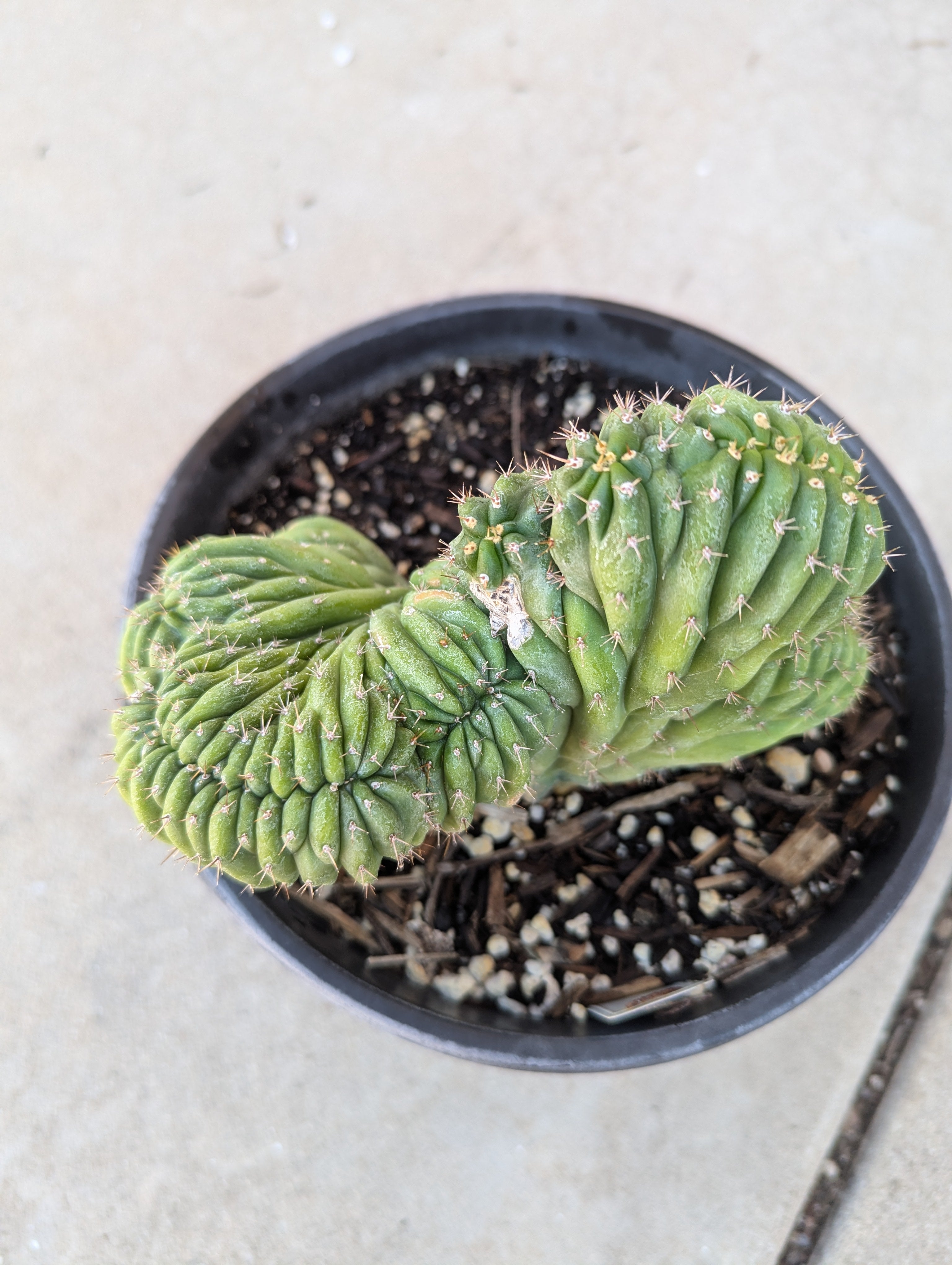 Crested San Pedro