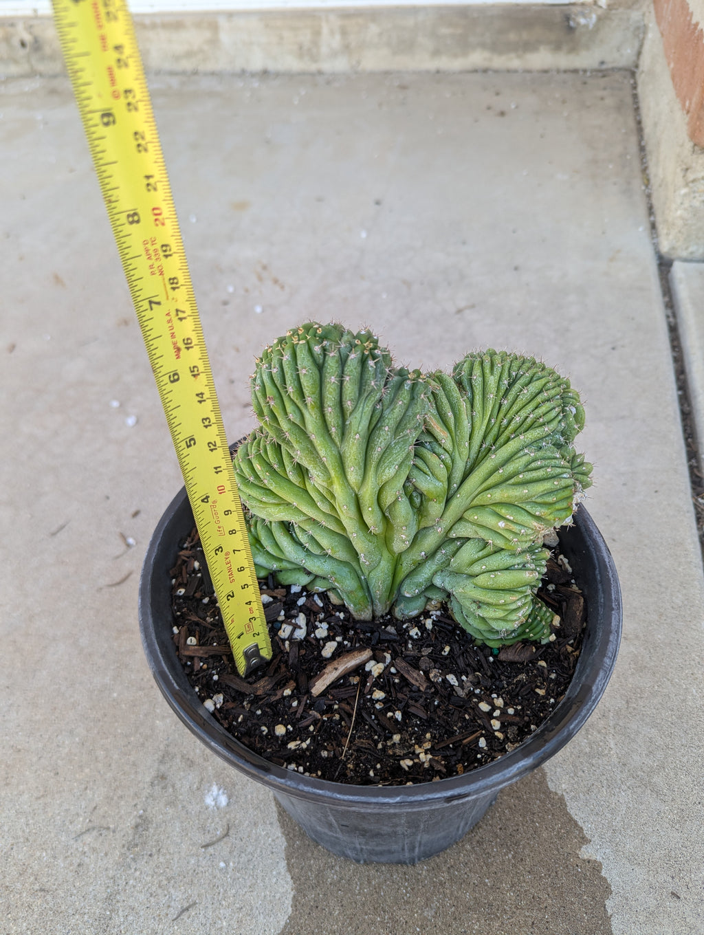 Crested San Pedro