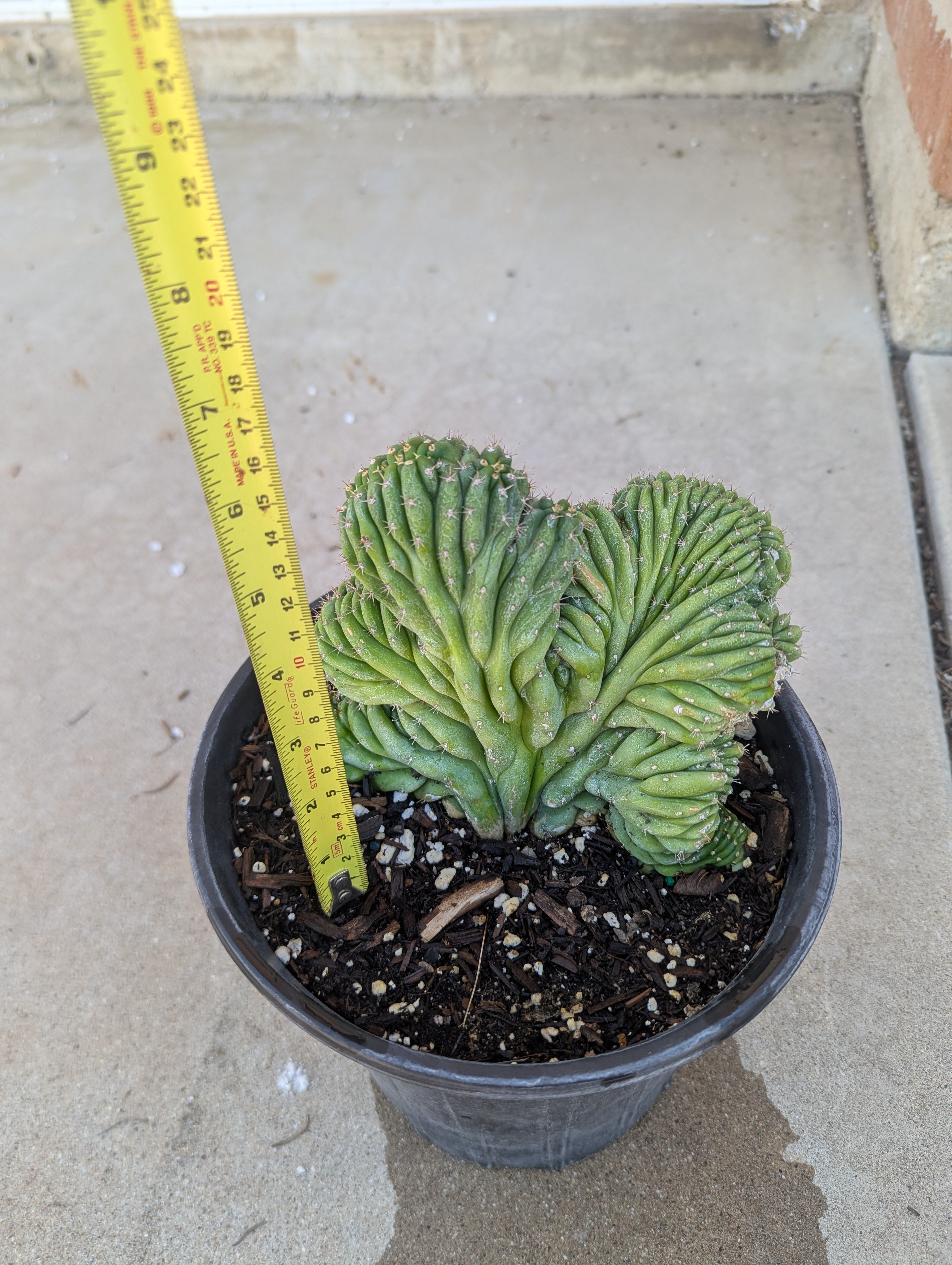 Crested San Pedro