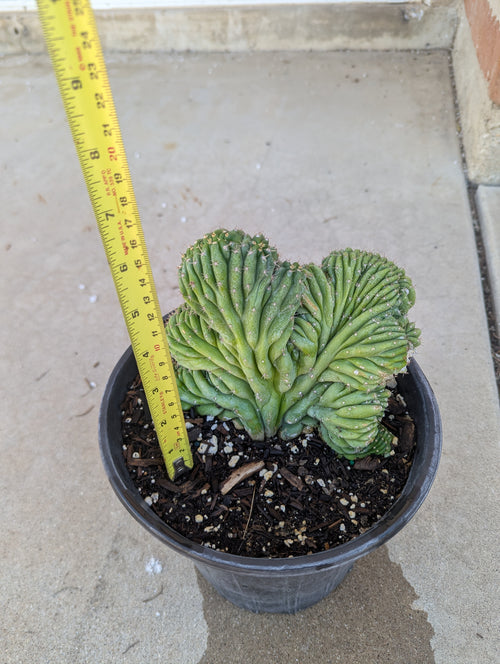 Crested San Pedro